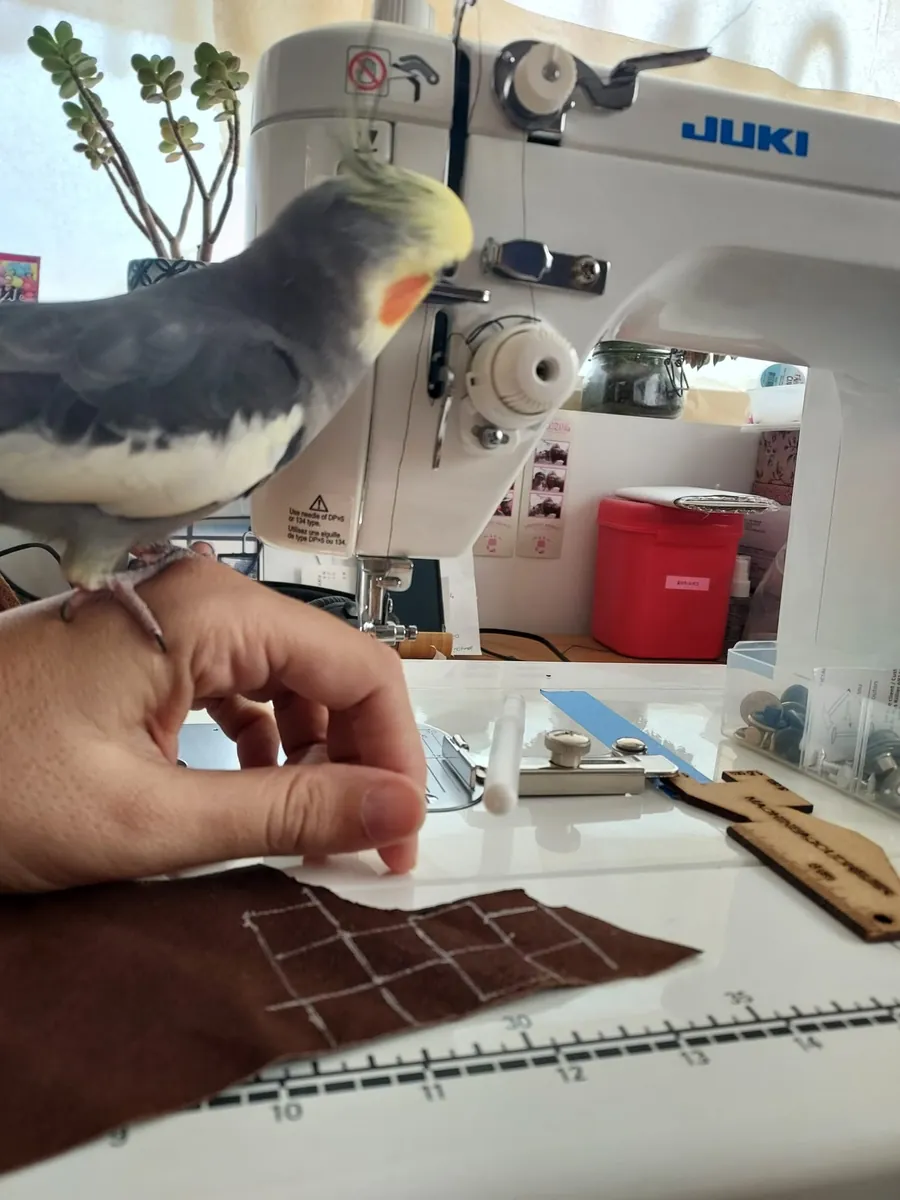 Une perruche calopsitte, posée sur la main de la couturière, observe la machine à coudre Juki