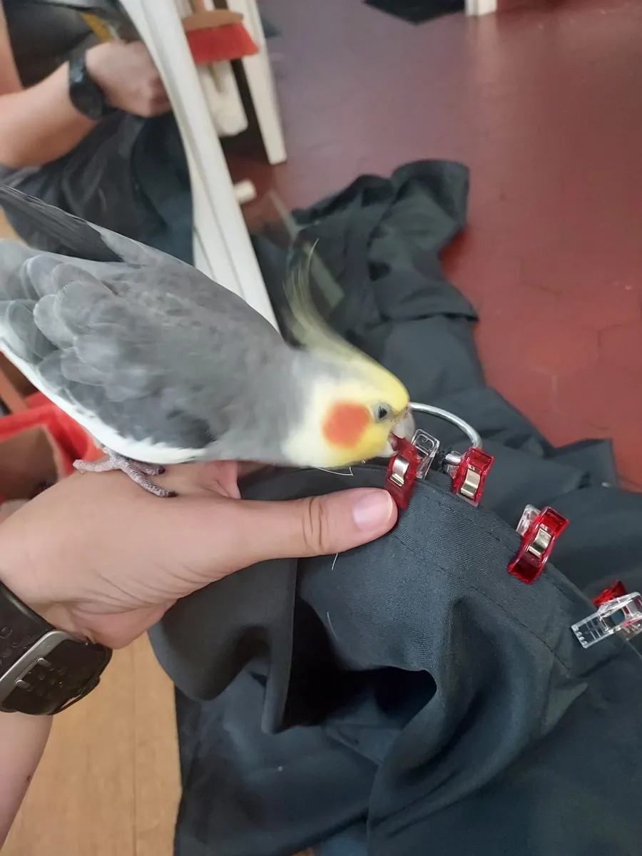 La perruche calopsitte mordille les pinces à tissu rouges d'un ourlet en cours